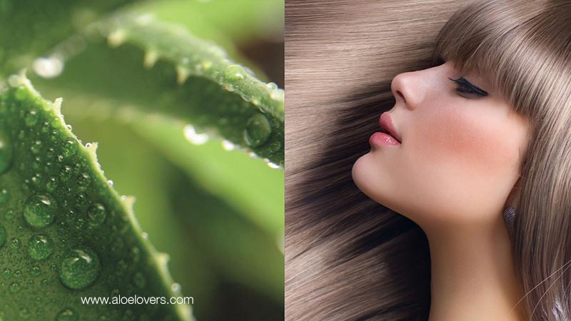 Come utilizzare l'aloe vera sui capelli